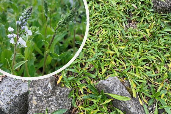 Enzian-Ehrenpreis (Höhe 40 cm, Wintergrün) - Veronica gentianoides