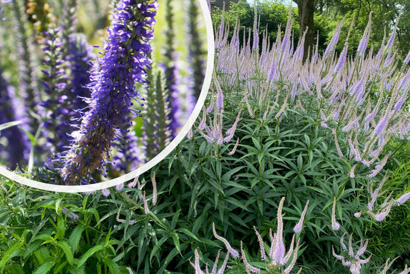 Langer Ehrenpreis (Höhe 80 cm) - Veronica longifolia 'Blauriesin'