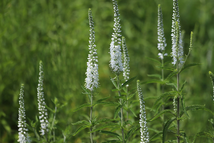 Bio-Ehrenpreis – Veronica longif. 'Schneeriesin'