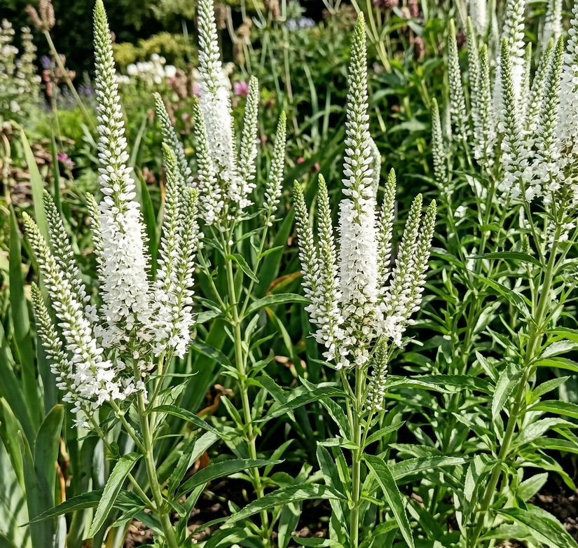 Langer Ehrenpreis (Höhe 80 cm) - Veronica longifolia 'Schneeriesin'