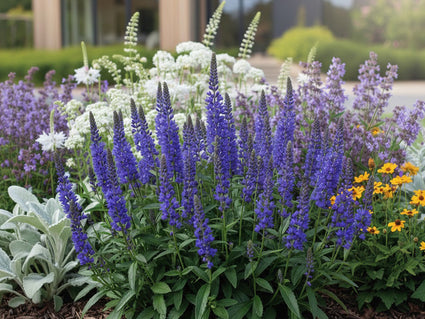 Ehrenpreis - Veronica spicata 'Anniversary Blue'