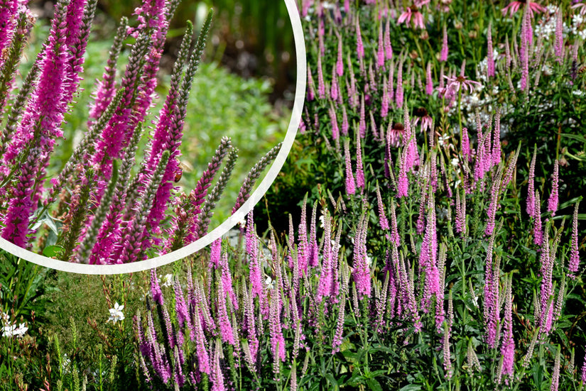 Spike-Ehrenpreis - Veronica spicata 'Heidekind'