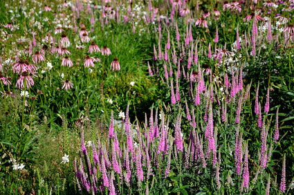 Spike-Ehrenpreis - Veronica spicata 'Heidekind'