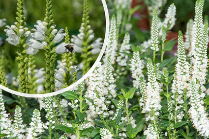 Spike-Ehrenpreis (weiß) - Veronica spicata 'Icicle'