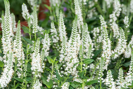 Spike-Ehrenpreis - Veronica spicata 'Icicle'