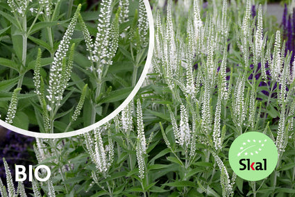 Bio-Spike-Ehrenpreis – Veronica spicata