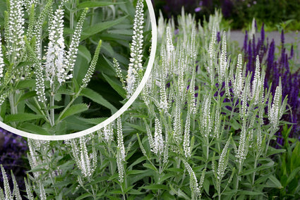 Spike-Ehrenpreis - Veronica spicata 'Snow Pearl'