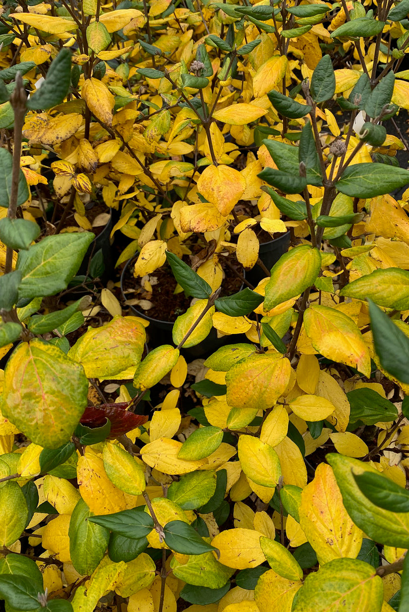 Schneeball - Viburnum x burkwoodii 'Mohawk'