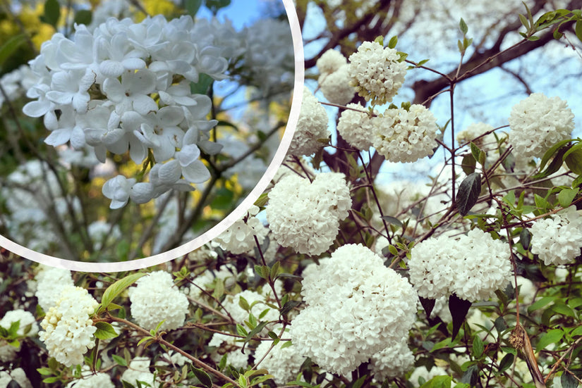 Schneeball - Viburnum 'Eskimo'