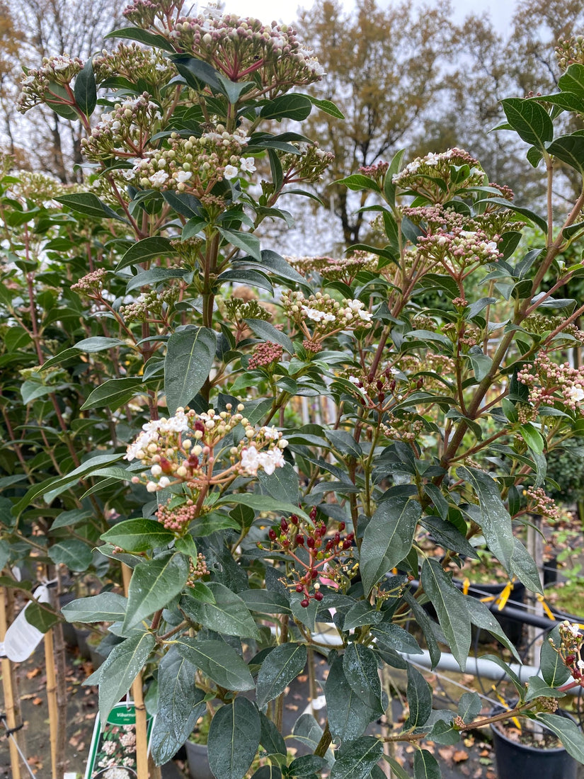 Immergrüner Schneeball am Stiel - Viburnum tinus