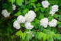 Gelderland Rose - Viburnum opulus 'Roseum'