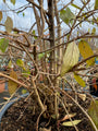 Japanischer Schneeball - Viburnum plicatum 'Kilimandjaro'