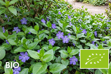 Bio-Immergrün (Vinca major)