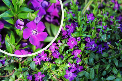 Kleines Immergrün - Vinca Minor 'Atropurpurea' (auch pro/m2)