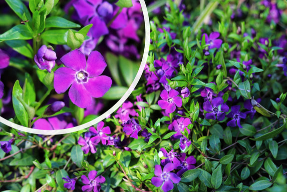 Kleines Immergrün (Lila) – Vinca Minor „Atropurpurea“ (auch pro/m2)