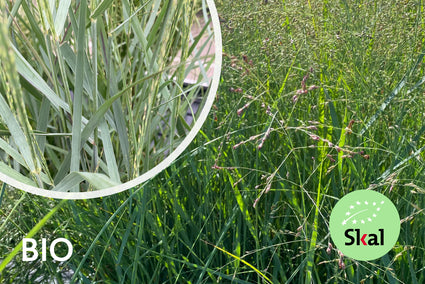 Bio-Fingergras - Panicum virgatum 'Prairie Sky'