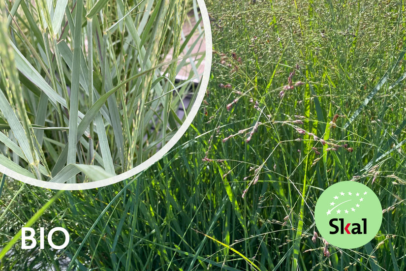 Bio-Fingergras - Panicum virgatum 'Prairie Sky'