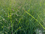 Bio-Fingergras - Panicum virgatum 'Prairie Sky'