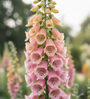 Fingerhut - Digitalis purpurea 'Sutton's Apricot'