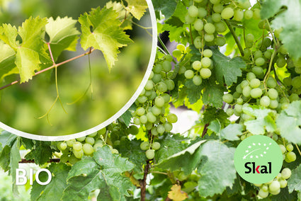 Traube (Weiß) Bio - Vitis vinifera Bianca