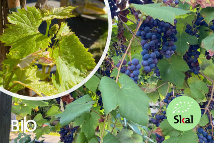 Bio-Traube (weiß) - Vitis Boskoop Glory