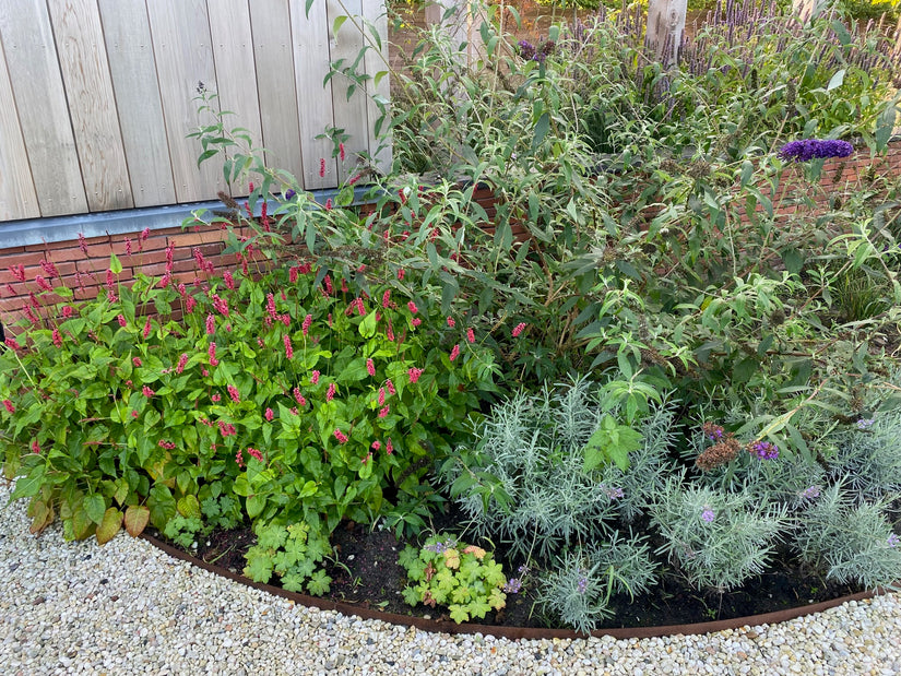 Vlinderstruik black knight combineren in border met lavendel, ooievaarsbek 'geranium' lage soort en duizendknoop persicaria (roze).