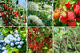 Bio-Nahrungswald-Paket Paulus - 6er-Set Sträucher für ca. 4 m²