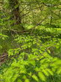 Wasserzypresse - Metasequoia glyptostroboides