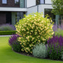 Weigelie - Weigela Middendorffiana