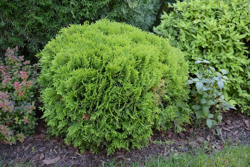 Westlicher Lebensbaum - Thuja occidentalis 'Danica' (Zwergkonifere)