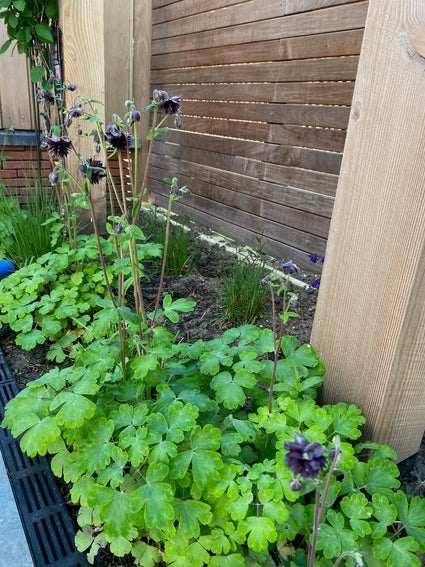 Wilde Akelei - Aquilegia vulgaris 'Black Barlow'