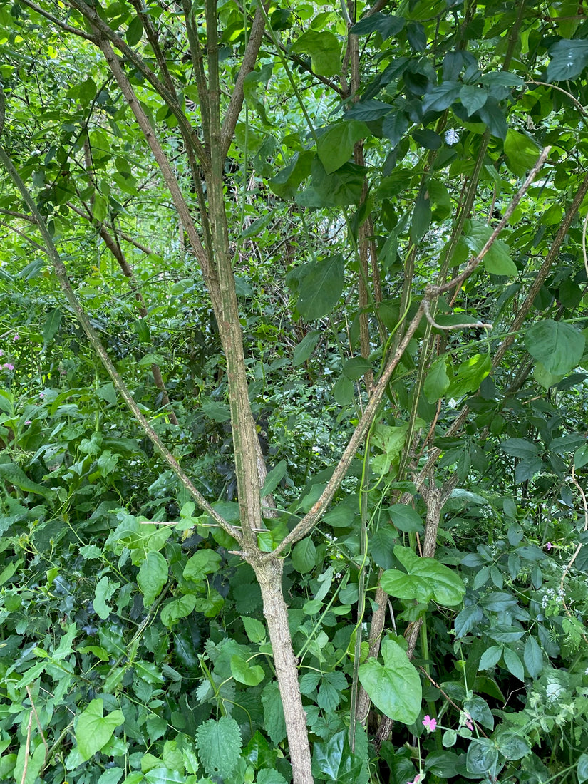 Wilder Kernbeißer - Euonymus europaeus