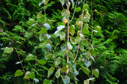 Weiße Himalaya-Birke - Säulenbaum Betula utilis jacquemontii