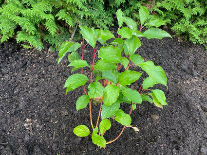 Witte kornoelje Cornus alba Sibirica in c3 pot 40-50cm voorbeeld wat u koopt