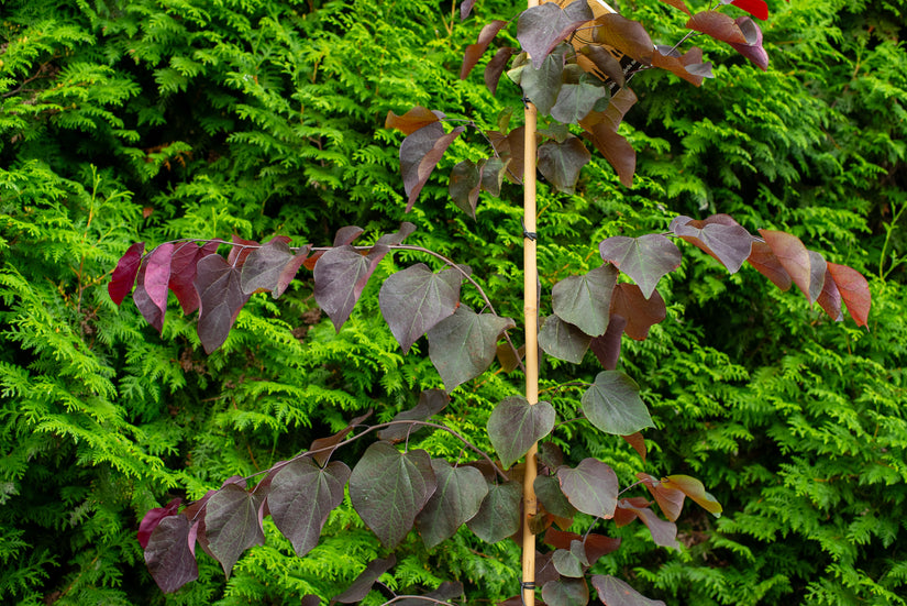 cercis forest pansy blad detail