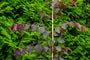 cercis forest pansy blad detail