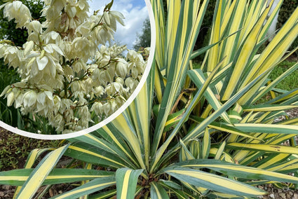 Palmlilie - Yucca filamentosa