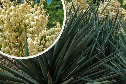 Palmlilie - Yucca gloriosa