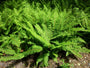 Beetpaket John - Schattenpflanzen / Sandboden