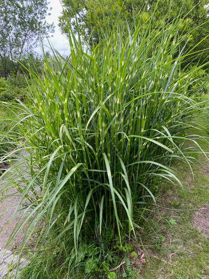 Prächtiges Schilfrohr - Miscanthus sinensis 'Strictus' (Zebragras)