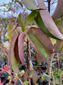 Sieben-Söhne-Baum - Heptacodium miconioides 175-200 cm