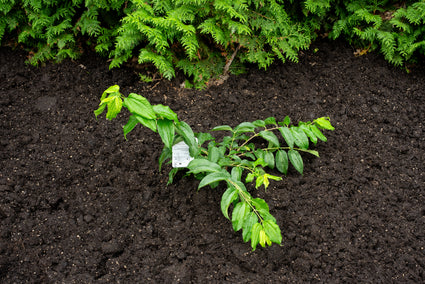 Sieben-Söhne-Baum - Heptacodium miconioides 175-200 cm