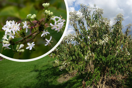 Sieben-Söhne-Baum - Heptacodium miconioides