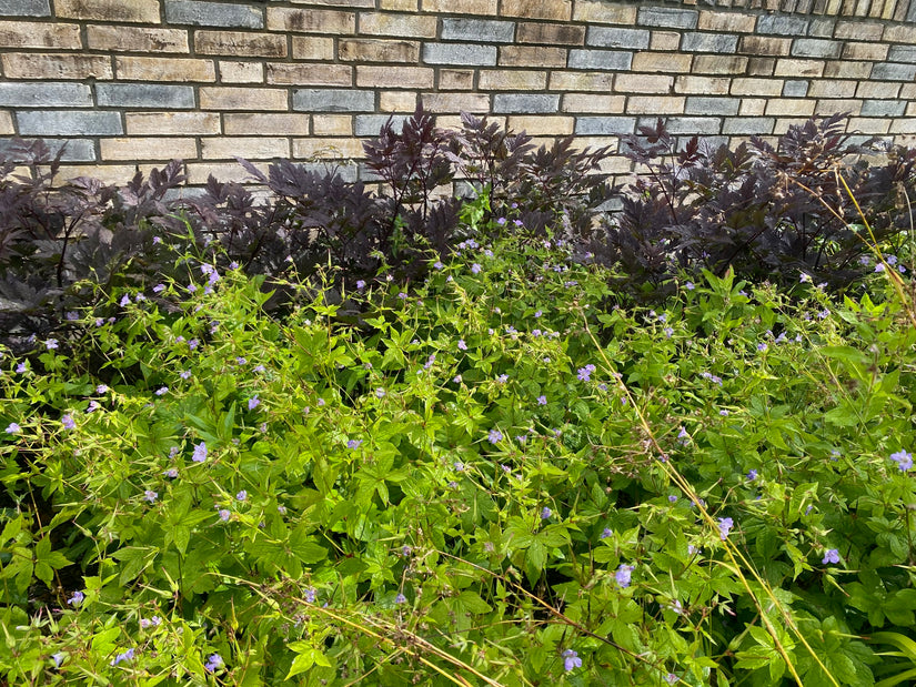 Traubensilberkerze - Cimicifuga ramosa 'Atropurpurea'