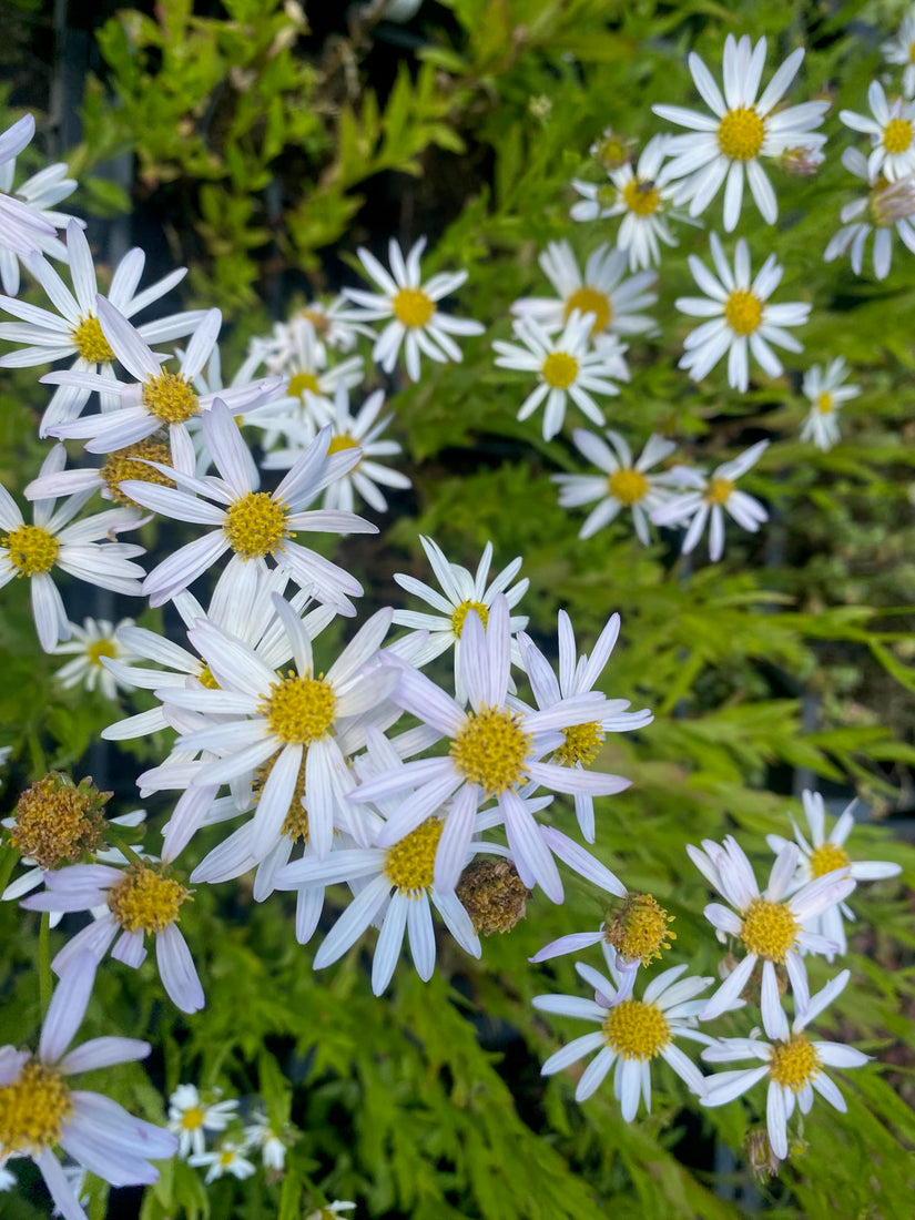 Sommeraster - Kalimeris incisa 'Alba'