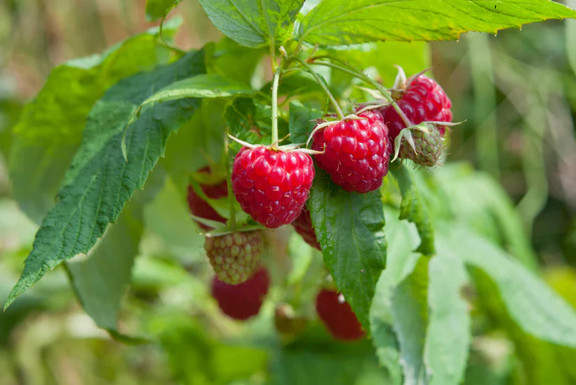 Bio-Sommerhimbeere - Rubus idaeus 'Malling Promise'