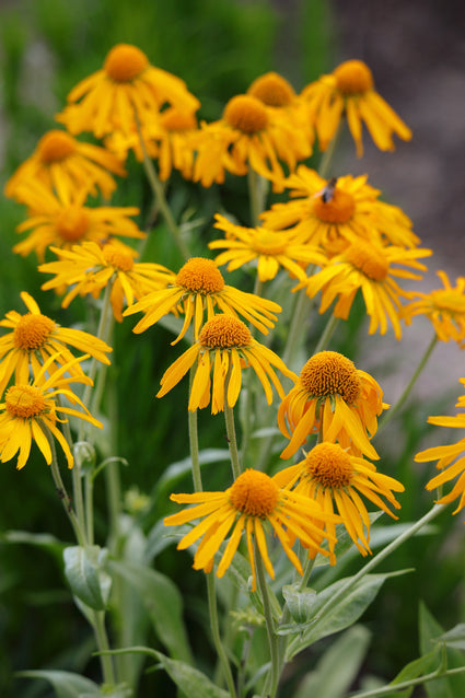 Sonnenkraut - Helenium Hoopesii