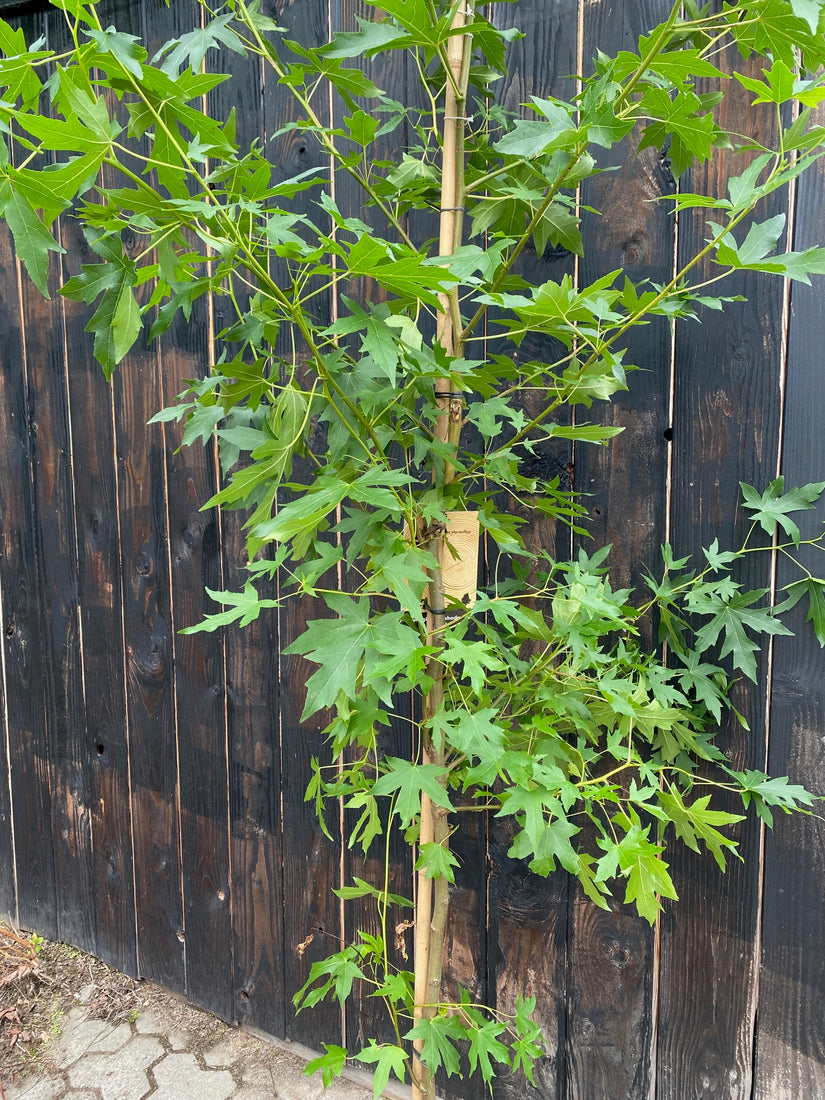 Zuil amberboom in C10 pot 175-200 cm voorbeeld wat u koopt