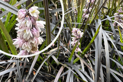 Bio-Schwarzgras - Ophiopogon-Plan. 'Niger'