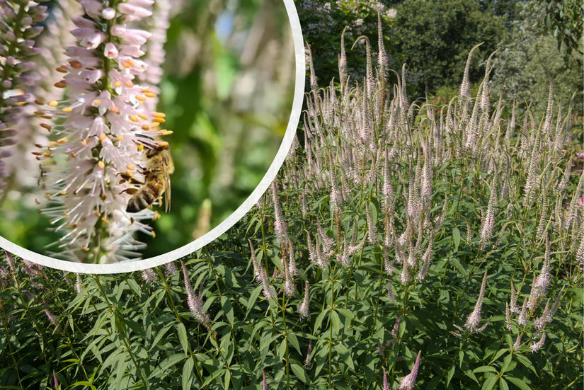 Schwarzer Ehrenpreis - Veronicastrum virginicum 'Pink Glow'